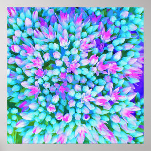 Poster Détails des fleurs de sédum Succulent bleu et rose