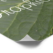 Poster Détails du nom de l'entreprise Blue Hydrangea (Coin)