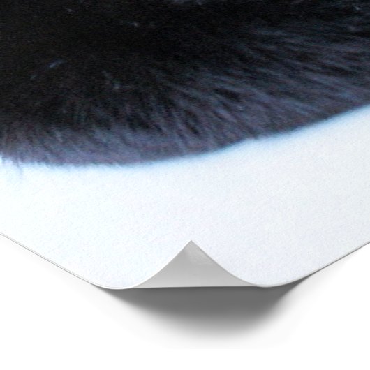 Poster Détente (Coin)