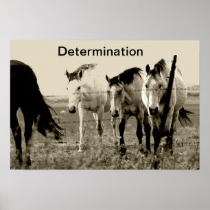 Poster Détermination