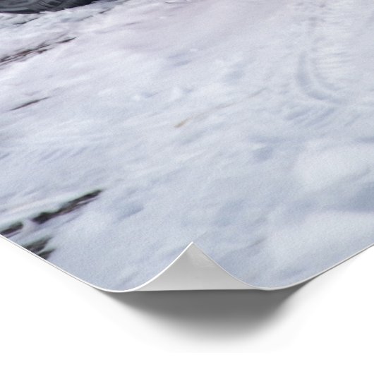 Poster Detomaso Pantera (Coin)