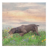 Poster Deutsch Drahthaar (Devant)