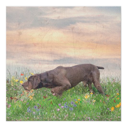 Poster Deutsch Drahthaar (Devant)