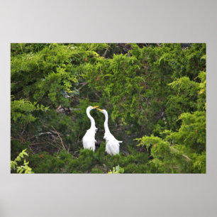 Poster Deux aigrettes dans l'arbre