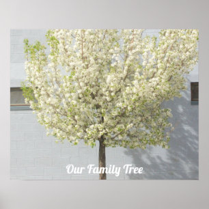 Poster Deux arbres de la famille fleurissent Photo   Post