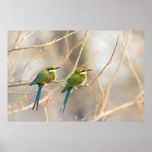 Poster Deux Bee-eaters (Devant)