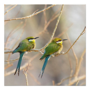 Poster Deux Bee-eaters