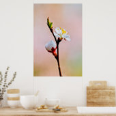 Poster Deux Belles fleurs japonaises d'abricot (Cuisine)