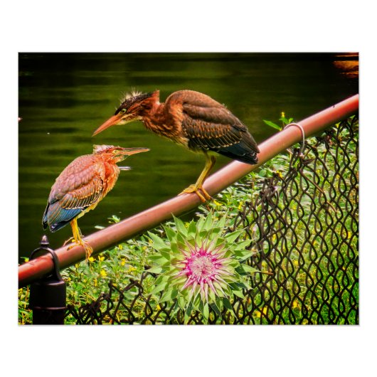 Poster Deux bihoreaux verts (Devant)