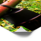 Poster Deux bihoreaux verts (Coin)