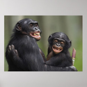 Poster Deux bonobos souriants