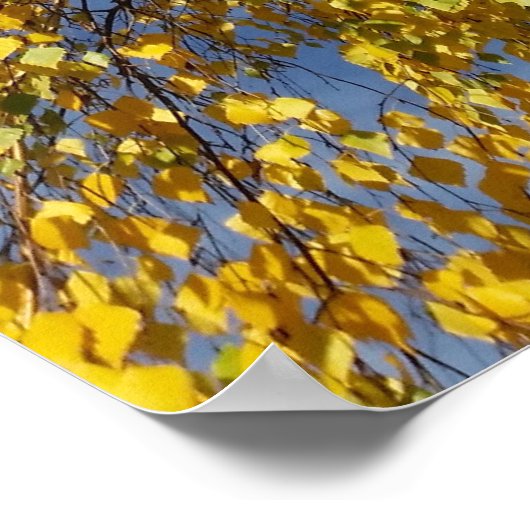 Poster deux bouleaux (Coin)