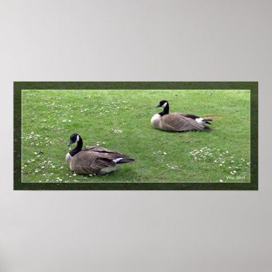 Poster Deux canards sauvages sur l'herbe verte. Animal pa (Devant)