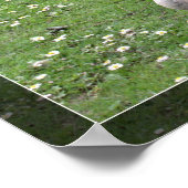 Poster Deux canards sauvages sur l'herbe verte. Animal pa (Coin)