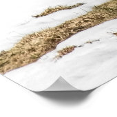 Poster Deux cerfs à queue blanche en alerte (Coin)