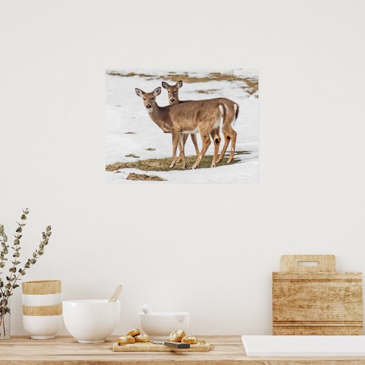 Poster Deux cerfs à queue blanche en alerte (Cuisine)