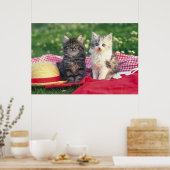 Poster Deux Chatons Assis Sur Une Couverture Rouge (Cuisine)