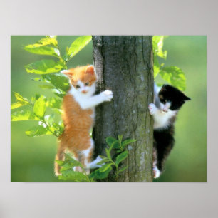 Poster Deux chatons dans un arbre
