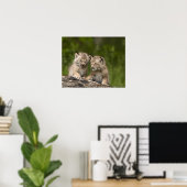Poster Deux Chatons Lynx (Lynx Canadensis) du Canada (Bureau à domicile)