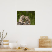 Poster Deux Chatons Lynx (Lynx Canadensis) du Canada (Cuisine)