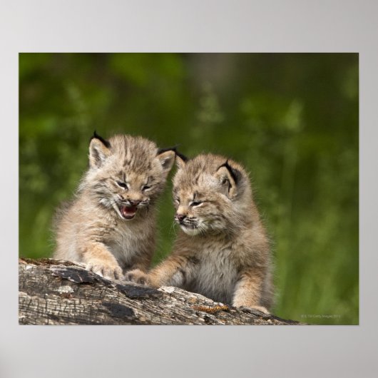 Poster Deux Chatons Lynx (Lynx Canadensis) du Canada (Devant)