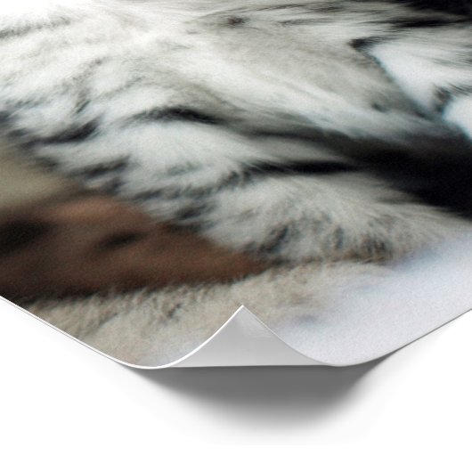 Poster Deux chatons mignons (Coin)