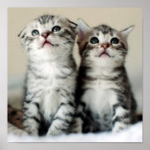 Poster Deux chatons mignons (Devant)