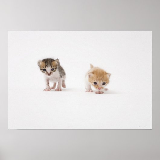 Poster Deux chatons sur arrière - plan blanc (Devant)