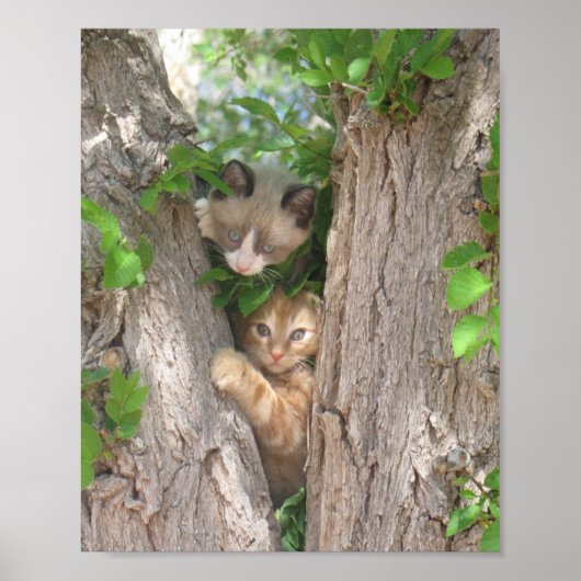 Poster Deux chatons sur un arbre (Devant)