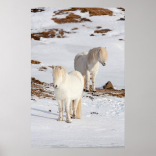 Poster Deux chevaux blancs islandais