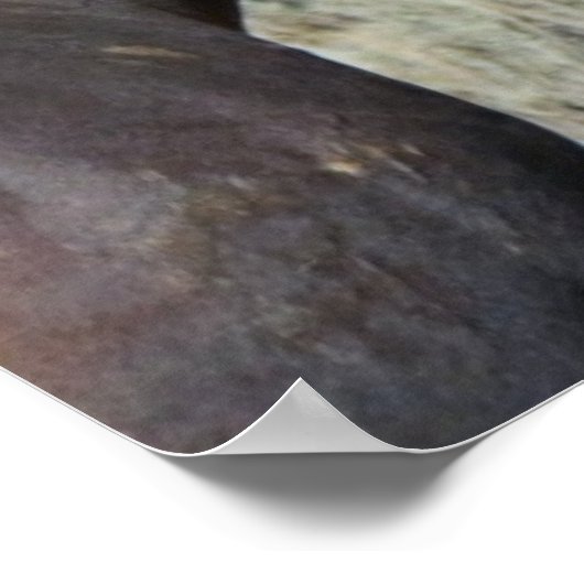 Poster Deux Chevaux Brown Sauvages Étonnants (Coin)