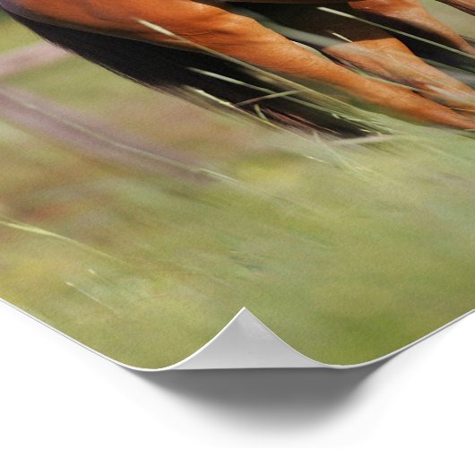 Poster Deux Chevaux Chauds En Champ (Coin)