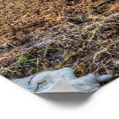 Poster Deux Chevaux Jouer Cheval Ranch Equine Photo (Coin)