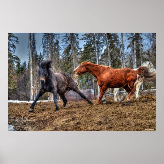 Poster Deux Chevaux Jouer Cheval Ranch Equine Photo (Devant)