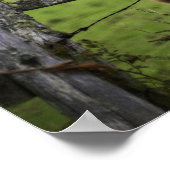 Poster Deux chevaux se tiennent près de la clôture dans l (Coin)