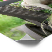 Poster Deux chiens par chiot carlin et Boston Terrier dan (Coin)