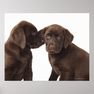 Poster Deux chiots au chocolat Labrador Retriever