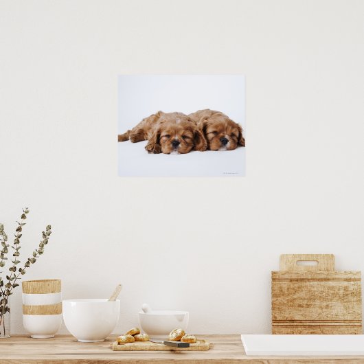 Poster Deux chiots Cavalier King Charles Spaniel (Cuisine)