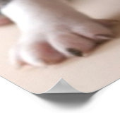 Poster Deux Chiots de Boston Terrier (Coin)