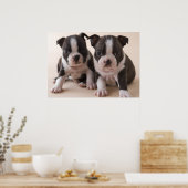 Poster Deux Chiots de Boston Terrier (Cuisine)