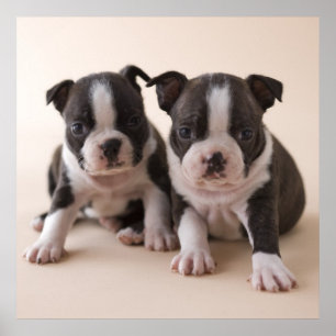 Poster Deux Chiots de Boston Terrier