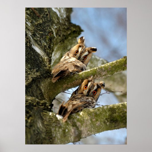 Poster Deux Chouettes dans les Bois, oiseaux, animaux (Devant)