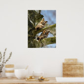 Poster Deux Chouettes dans les Bois, oiseaux, animaux (Cuisine)