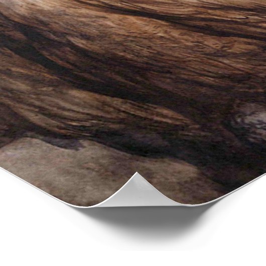 Poster Deux Chouettes De Gustave Dore (Coin)