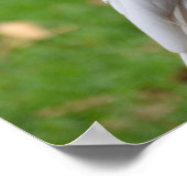 Poster Deux Cockatoos Moments doux (Coin)