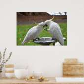 Poster Deux Cockatoos Moments doux (Cuisine)