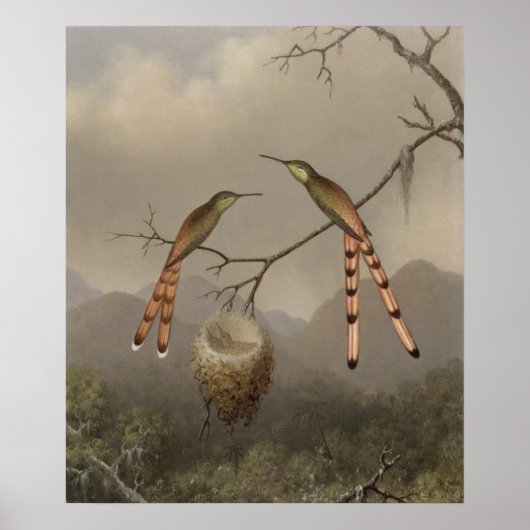 Poster Deux colibris avec leur jeune (Devant)
