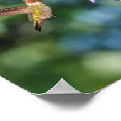 Poster Deux colibris en vol avec fleurs (Coin)