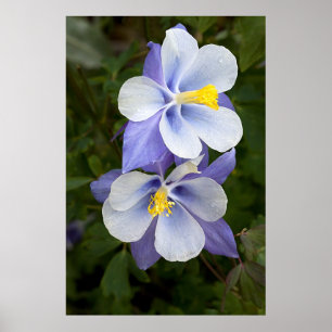 Poster Deux colonnes