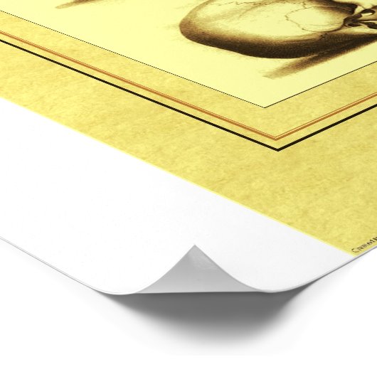 Poster Deux crânes (Coin)